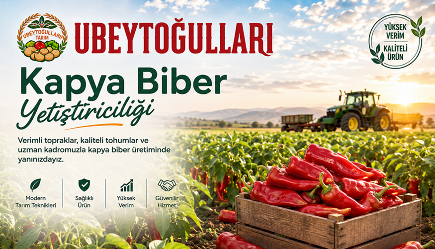 Biber Yetiştiriciliği